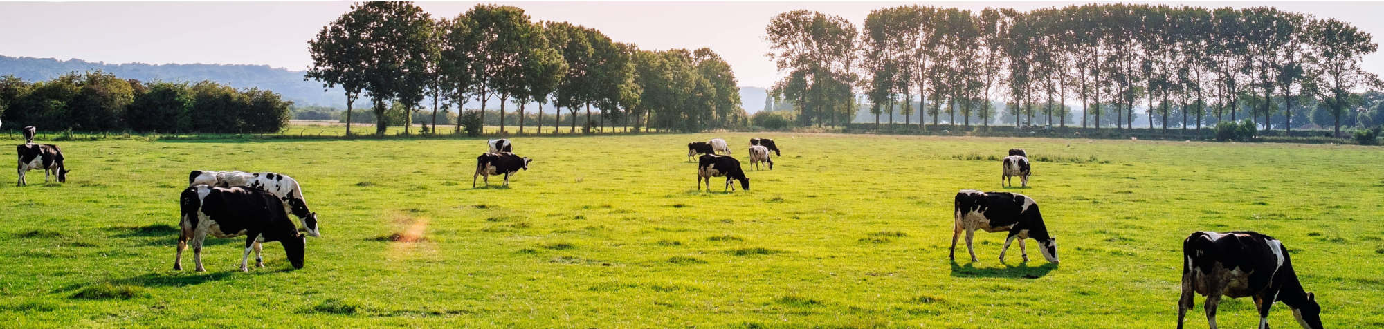 cows