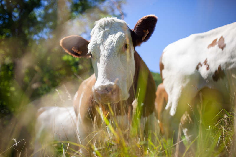 herd
